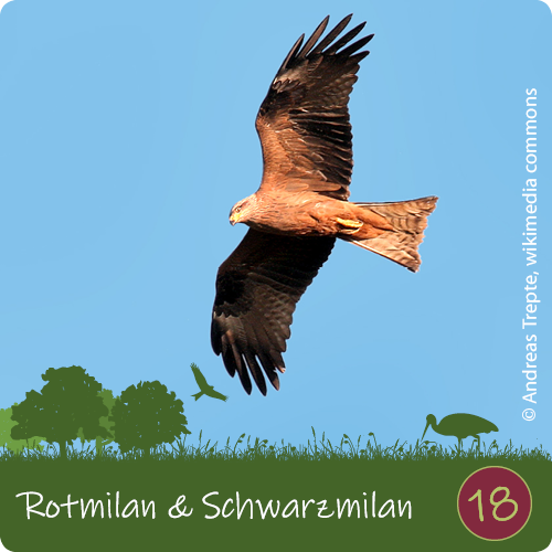 Rotmilan & Schwarzmilan in den Naturerlebnisdörfern 