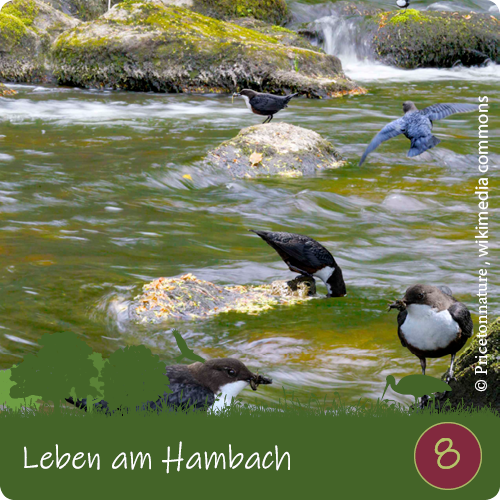 Leben am Hambach in den Naturerlebnisdörfern